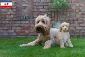 Lees meer over het artikel Australische Cobberhond fokkers en pups in Mecklenburg-Vorpommern