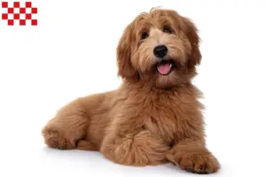 Lees meer over het artikel Australische Cobberhond fokkers en pups in Noord-Brabant