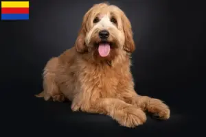 Lees meer over het artikel Australische Cobberhond fokkers en pups in Noord-Holland