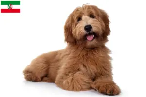Lees meer over het artikel Australische Cobberhond fokkers en pups in Noordrijn-Westfalen