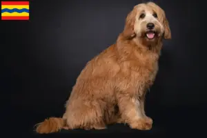 Lees meer over het artikel Australische Cobberhond fokkers en pups in Overijssel