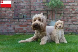 Lees meer over het artikel Australische cobberhond fokkers en pups in Utrecht