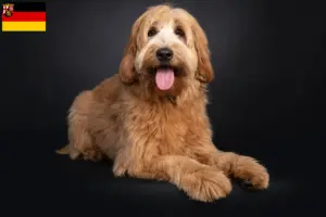 Lees meer over het artikel Australische Cobberhond fokkers en pups in Rijnland-Palts