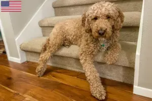 Lees meer over het artikel Australische Labradoodle fokkers en puppy’s in de VS