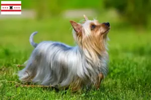 Lees meer over het artikel Australian Silky Terrier fokkers en pups in Drenthe