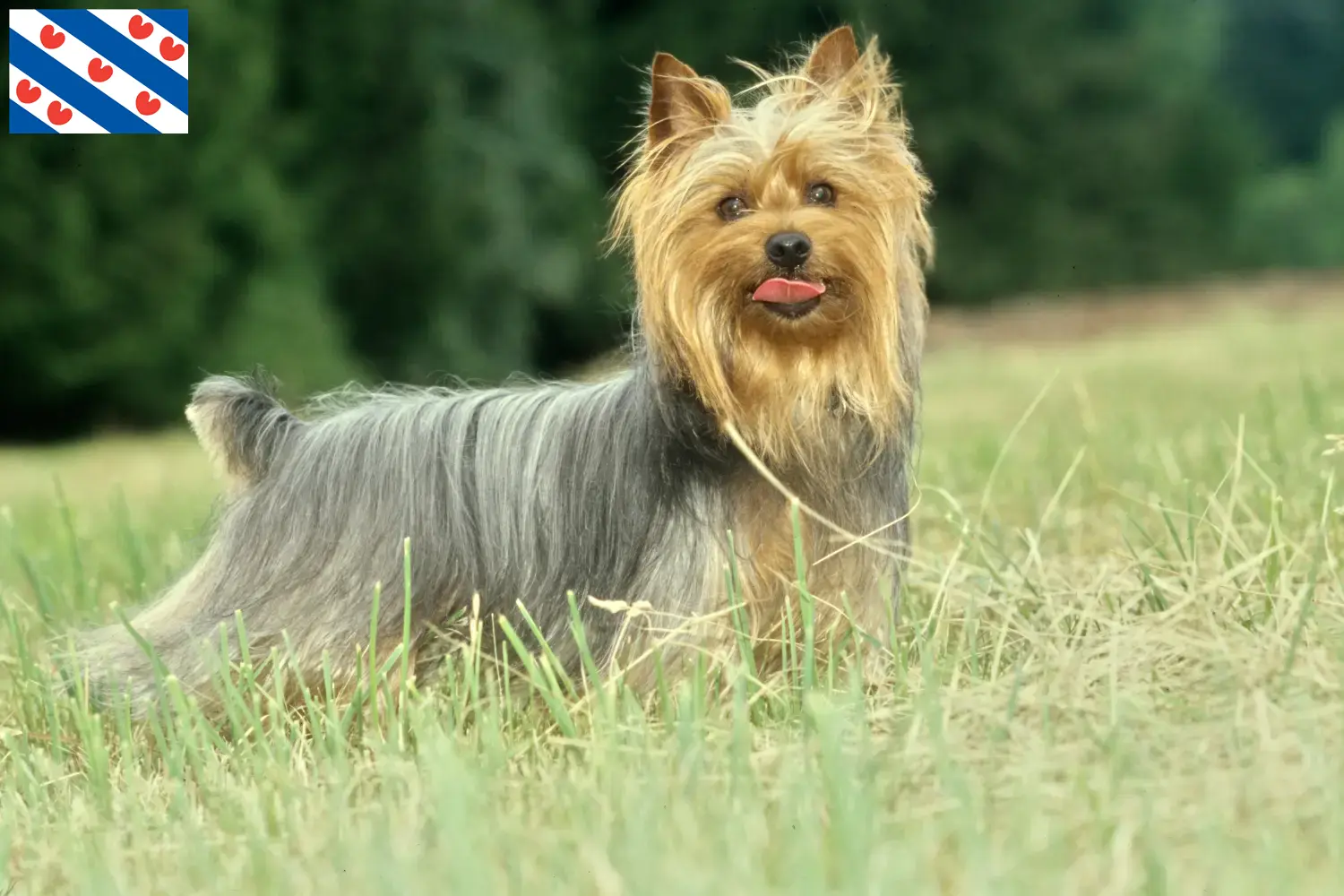 Australian Silky Terrier puppies en fokkers Friesland Vind hier Australian Silky Terrier fokkers in Friesland.