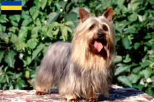 Lees meer over het artikel Australian Silky Terrier fokkers en pups in Gelderland
