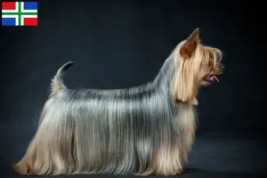 Lees meer over het artikel Australian Silky Terrier fokkers en pups in Groningen