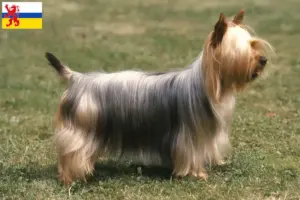 Lees meer over het artikel Australian Silky Terrier fokker en pups in Limburg