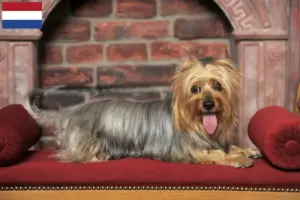 Lees meer over het artikel Australian Silky Terrier fokkers en pups in Nederland