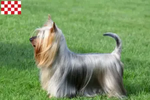 Lees meer over het artikel Australian Silky Terrier fokkers en pups in Noord-Brabant