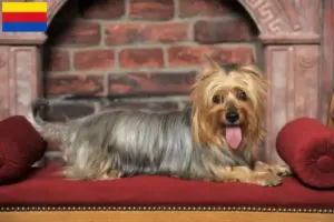 Lees meer over het artikel Australian Silky Terrier fokkers en pups in Noord-Holland