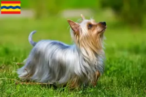 Lees meer over het artikel Australian Silky Terrier fokkers en pups in Overijssel