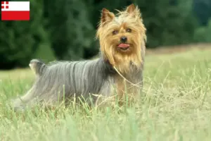 Lees meer over het artikel Australian Silky Terrier fokkers en pups in Utrecht