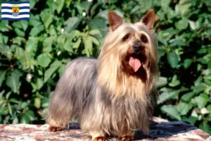 Lees meer over het artikel Australian Silky Terrier fokkers en pups in Zeeland