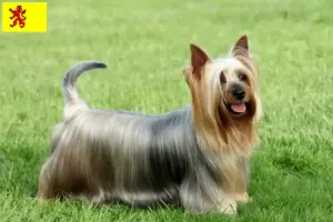 Lees meer over het artikel Australian Silky Terrier fokkers en pups in Zuid-Holland