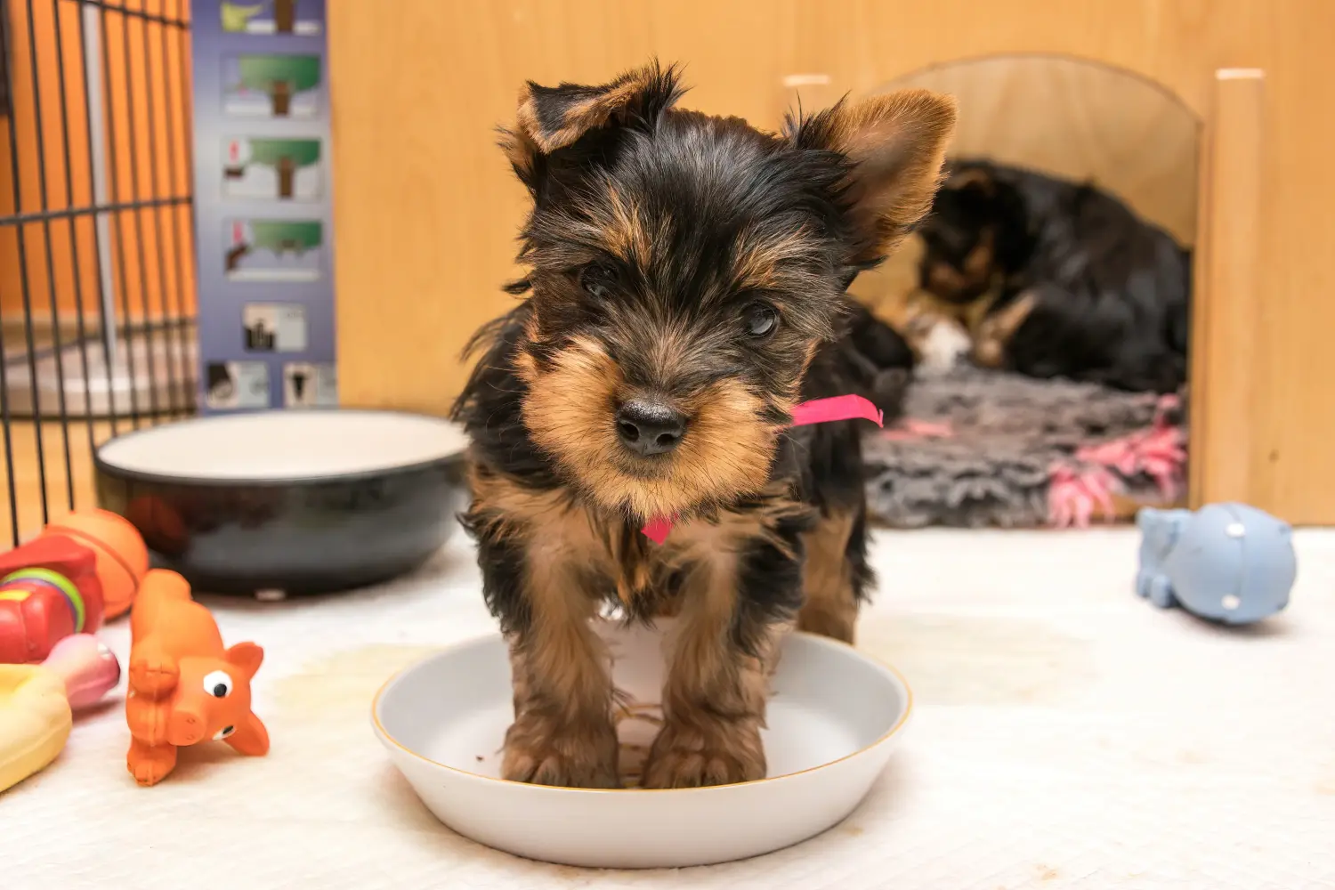 Een Australian Silky Terrier puppy kopen betekent verantwoordelijkheid nemen! Australische zijde terriër puppy kopen.