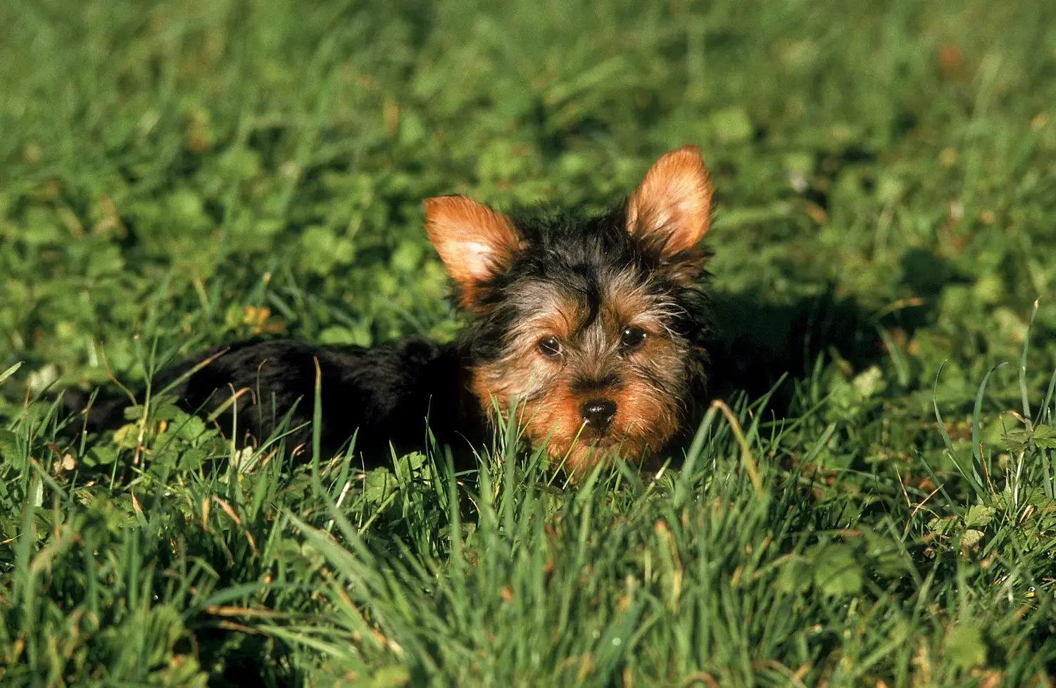 Een Australian Silky Terrier puppy kopen betekent verantwoordelijkheid nemen! Australische zijde terriër puppy kopen.