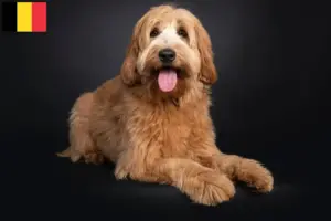 Lees meer over het artikel Australische Cobberhond fokkers en puppies in België
