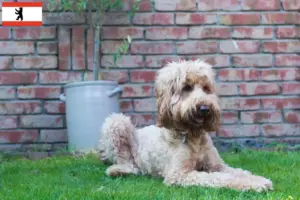 Lees meer over het artikel Australische cobberhond fokkers en pups in Berlijn