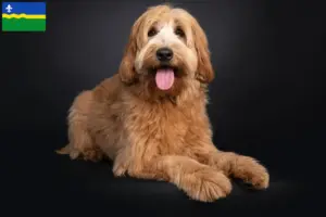 Lees meer over het artikel Australische cobberhond fokkers en pups in Flevoland