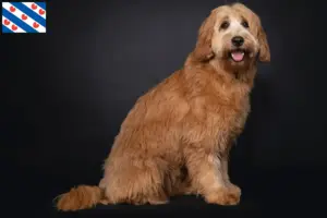 Lees meer over het artikel Australische cobberhond fokkers en pups in Friesland