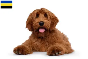 Lees meer over het artikel Australian Cobberdog fokkers en pups in Gelderland