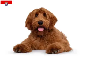 Lees meer over het artikel Australische cobberhond fokkers en pups in Hessen