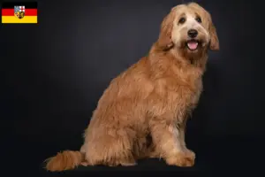 Lees meer over het artikel Australische Cobberhond fokkers en pups in Saarland