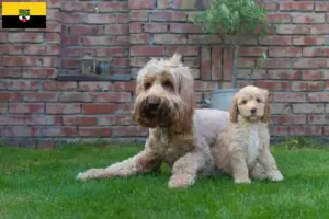 Lees meer over het artikel Australische Cobberhond fokkers en pups in Saksen-Anhalt
