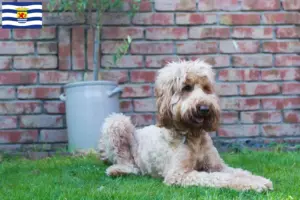 Lees meer over het artikel Australische Cobberhond fokkers en pups in Zeeland