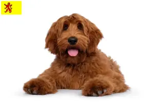 Lees meer over het artikel Australische Cobberhond fokkers en pups in Zuid-Holland