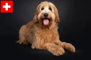Lees meer over het artikel Australische cobberhond fokkers en pups in Zwitserland