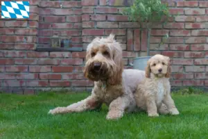Lees meer over het artikel Australische Cobberhond fokkers en puppies in Beieren