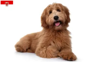 Lees meer over het artikel Australische cobberhond fokkers en pups in Brandenburg