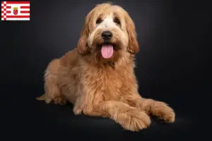Lees meer over het artikel Australische cobberhond fokkers en pups in Bremen