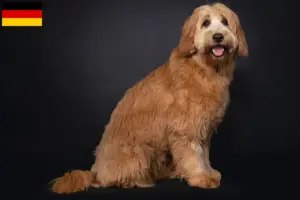 Lees meer over het artikel Australische cobberhond fokkers en pups in Duitsland