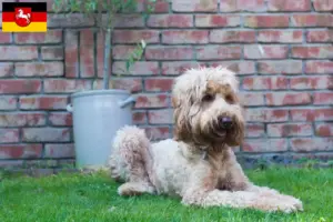 Lees meer over het artikel Australische Cobberhond fokkers en pups in Nedersaksen