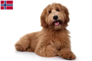 Lees meer over het artikel Australische cobberhond fokkers en pups in Noorwegen