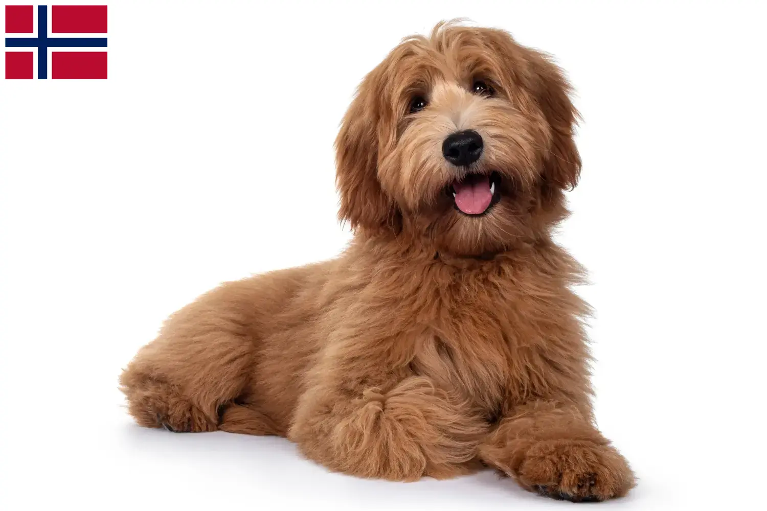 Lees meer over het artikel Australische cobberhond fokkers en pups in Noorwegen