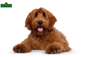 Lees meer over het artikel Australische Cobberhond fokkers en pups in Saksen