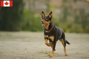 Lees meer over het artikel Australische Kelpie fokkers en puppies in Canada