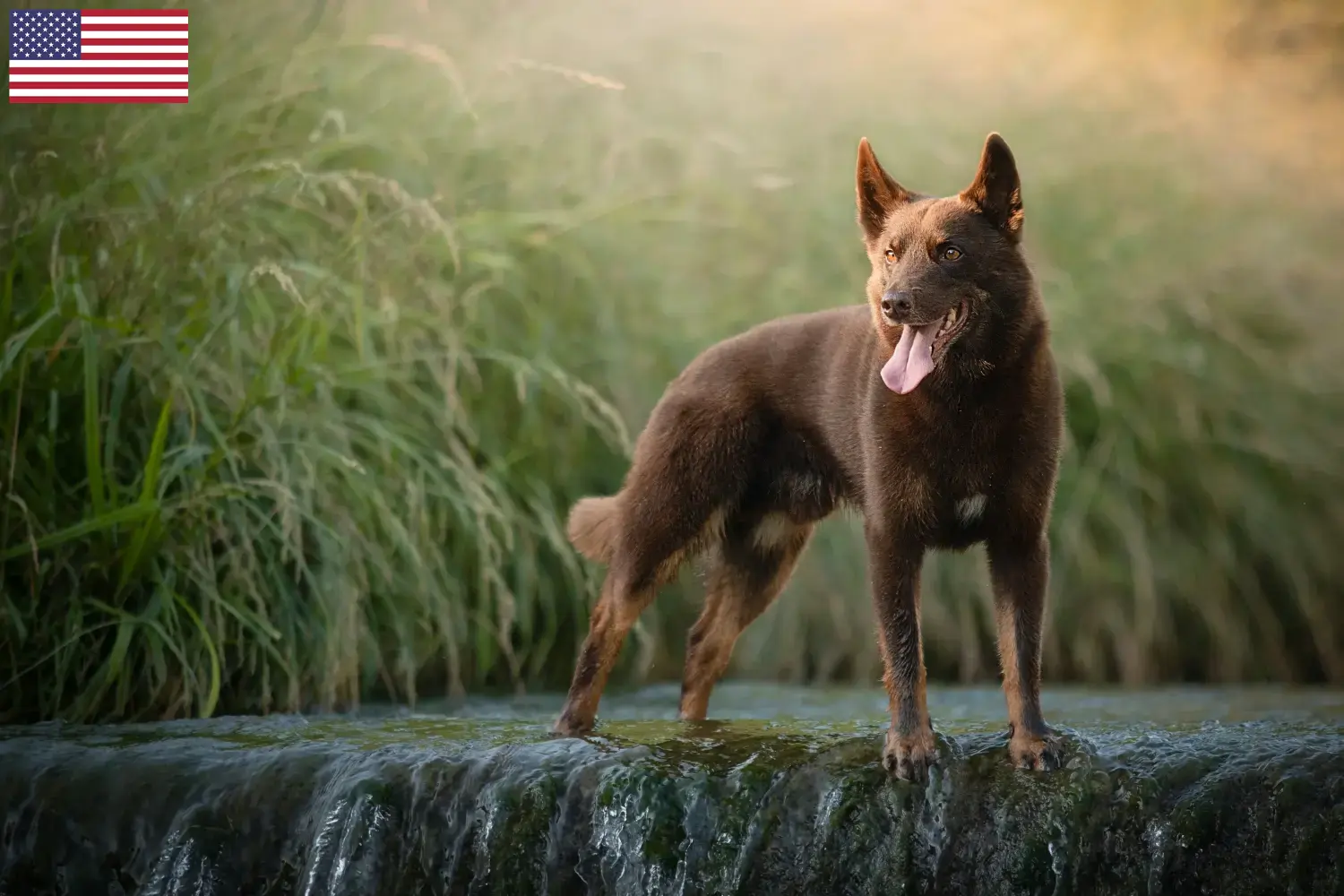 Australische Kelpie puppies en fokkers USA Vind hier Australische Kelpies fokkers in de VS.