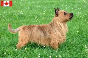 Lees meer over het artikel Australische Terriër fokkers en puppy’s in Canada