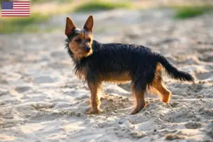 Lees meer over het artikel Australian Terrier fokkers en puppy’s in de VS