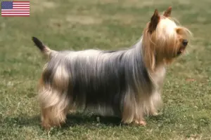 Lees meer over het artikel Australische zijde terriër fokkers en puppy’s in de VS