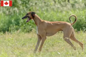 Lees meer over het artikel Azawakh fokkers en pups in Canada