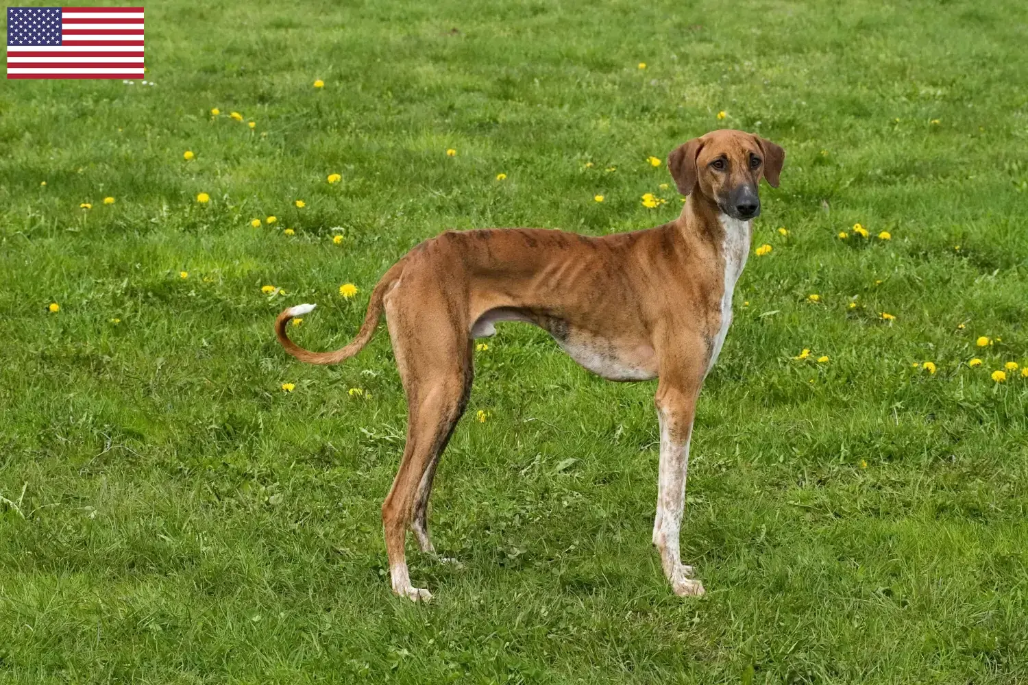 Lees meer over het artikel Azawakh fokkers en pups in de VS