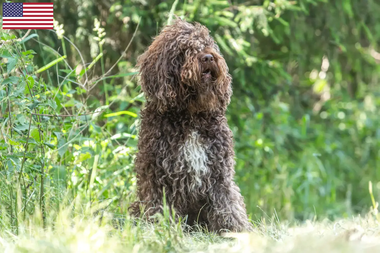Lees meer over het artikel Barbet fokkers en pups in de VS
