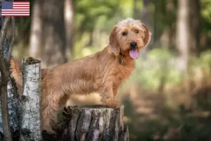 Lees meer over het artikel Basset fauve de Bretagne fokkers en pups in de VS